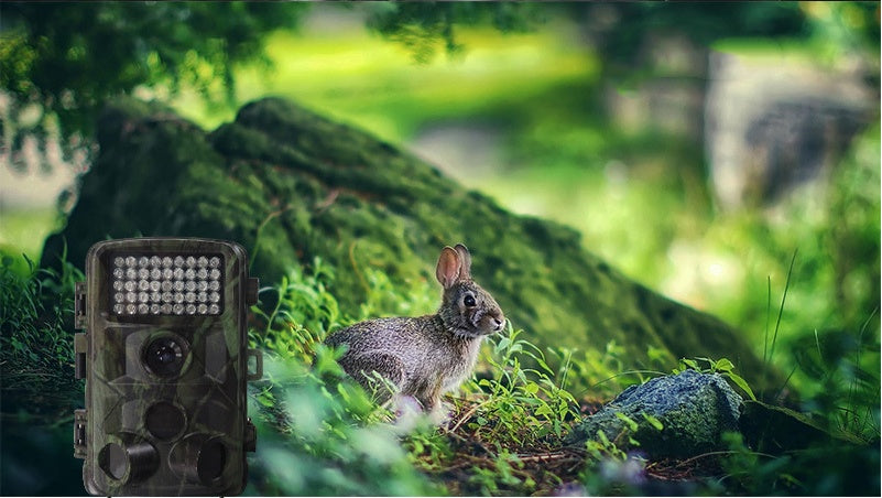 Outdoor Wildlife Hunting Camera